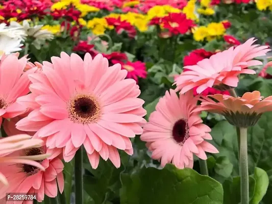 Gerbera seeds for planting ( 20 seeds )-thumb0