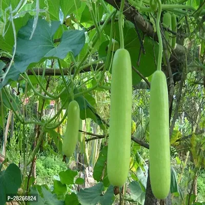 Vegetable Bottle Gourd 10 Seeds