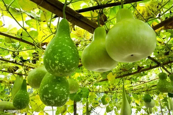 Vegetable Bottle Gourd 10 Seeds-thumb0