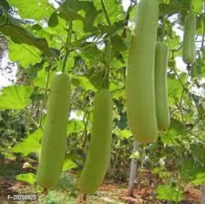 Vegetable Bottle Gourd 10 Seeds