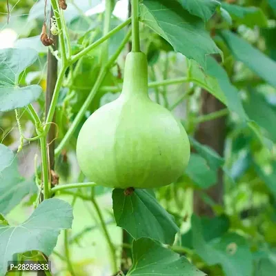 Vegetable Bottle Gourd 10 Seeds-thumb0