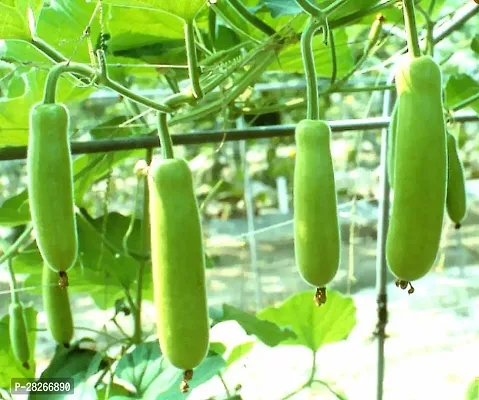 Vegetable Bottle Gourd 15 Seeds-thumb0