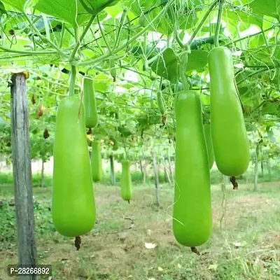 Vegetable Bottle Gourd 15 Seeds-thumb0