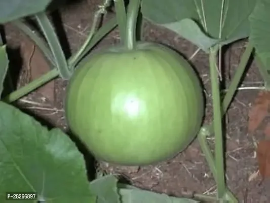 Vegetable Bottle Gourd 15 Seeds-thumb0