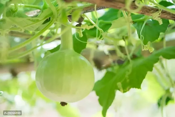 Vegetable Bottle Gourd 15 Seeds-thumb0