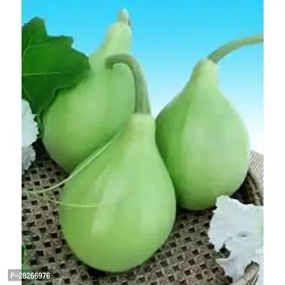 Vegetable Bottle Gourd 20 Seeds-thumb0