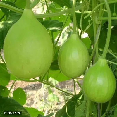 Vegetable Bottle Gourd 25 Seeds-thumb0