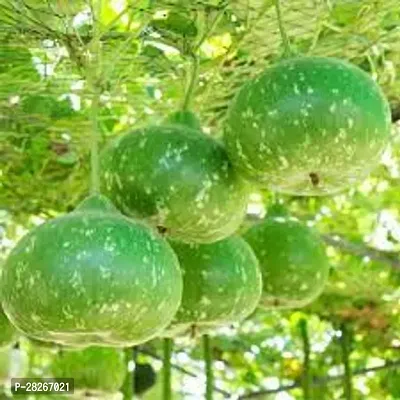 Vegetable Bottle Gourd 25 Seeds-thumb0