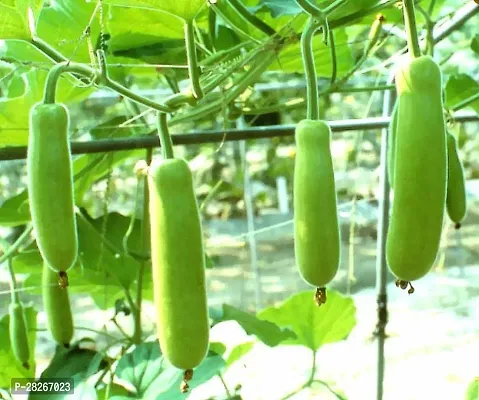 Vegetable Bottle Gourd 25 Seeds-thumb0