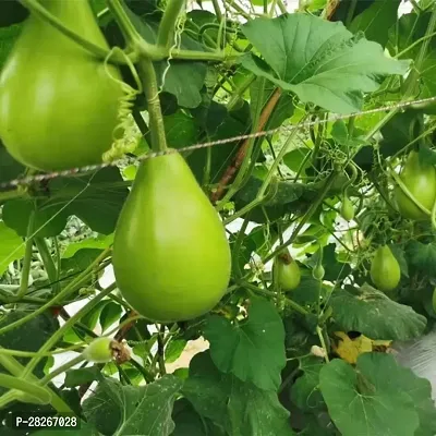 Vegetable Bottle Gourd 25 Seeds-thumb0