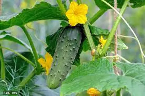 Cucumber seeds for planting ( 20 seeds )-thumb0