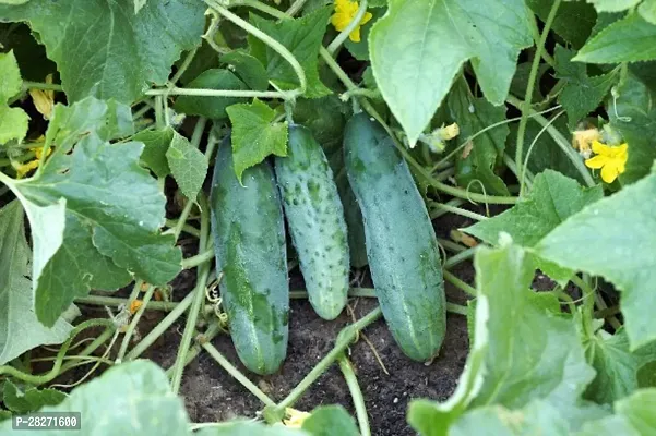 Cucumber seeds ( 20 seeds )-thumb0