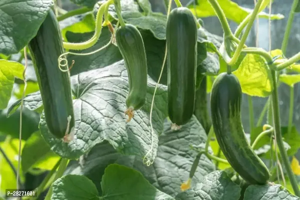 Cucumber seeds desi ( 20 seeds )-thumb0