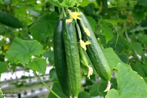 Cucumber seeds hybrid all seas