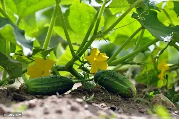 Cucumber seeds for planting desi ( 20 seeds )-thumb0