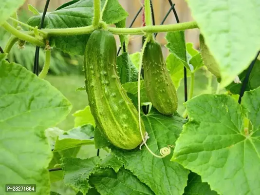 Cucumber seeds hybrid ( 20 seeds )