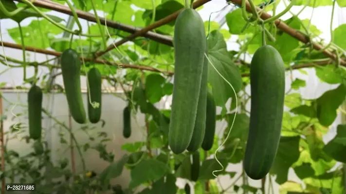 Cucumber seeds for planting hagh bride ( 20 seeds )-thumb0