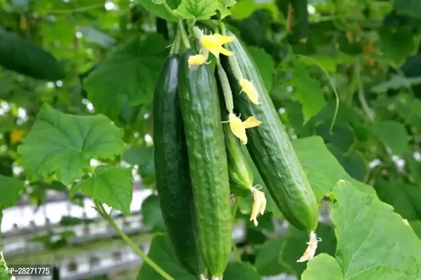 Cucumber seeds hybrid all seas-thumb0