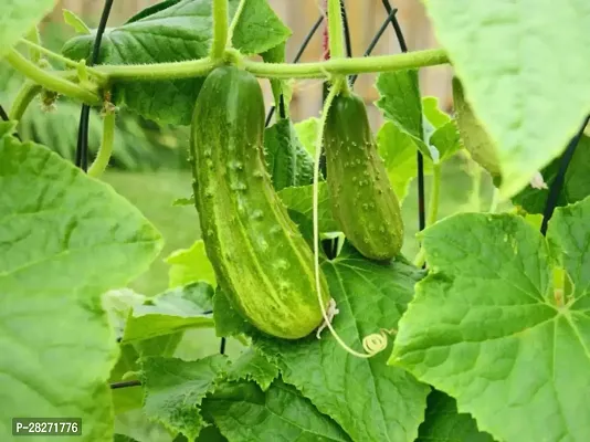 Cucumber seeds hybrid ( 40 seeds )-thumb0