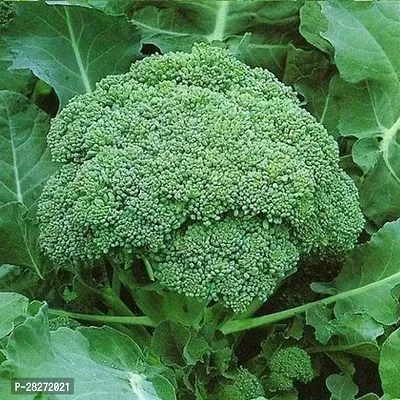 Broccoli seeds for sprouts ( 20 seeds )-thumb0