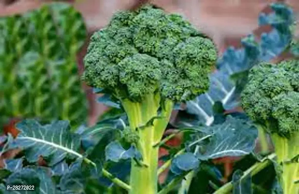 Broccoli seeds for home gardening ( 20 seeds )