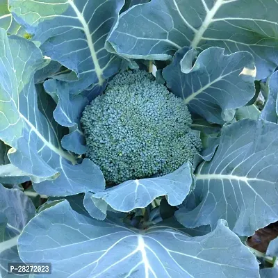 Broccoli seeds organic ( 20 seeds )