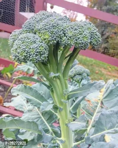 Organic broccoli sprouting seeds ( 20 seeds )