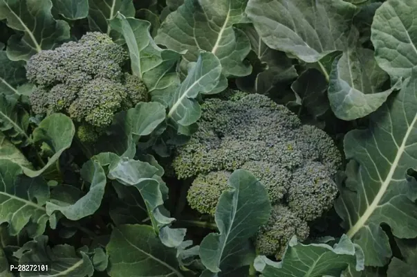 Broccoli seeds for sprouting organic ( 20 seeds )