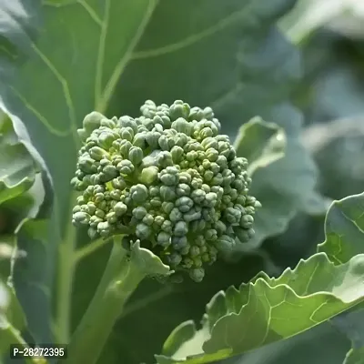 Organic broccoli seeds for sprouts ( 30 seeds )-thumb0