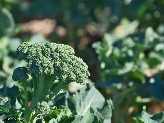 Organic broccoli sprouting seeds ( 30 seeds )