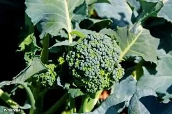 Broccoli seeds for sprouting organic ( 30 seeds )