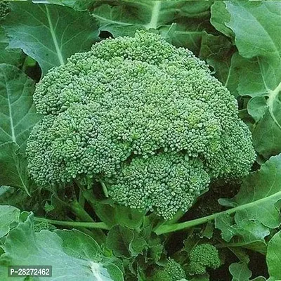 Broccoli seeds for home garden ( 20 seeds )-thumb0