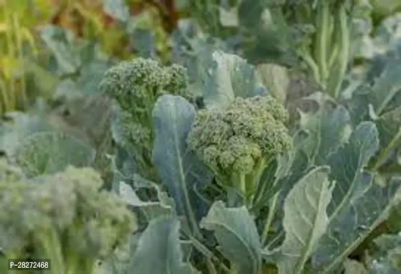 Broccoli seeds for sprouting organic ( 20 seeds )