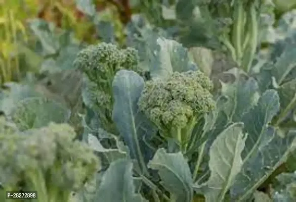 Broccoli seeds for sprouting ( 50 seeds )-thumb0