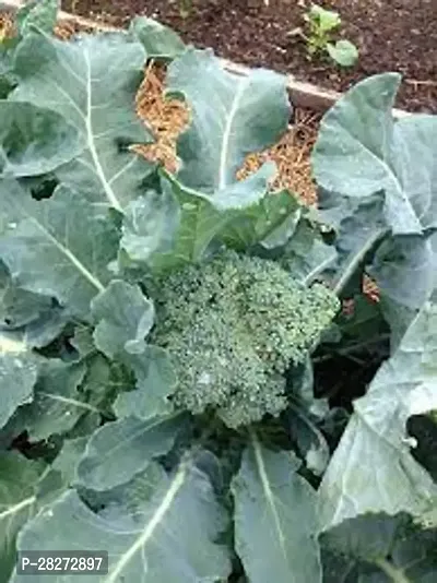 Broccoli seeds organic ( 50 seeds )-thumb0