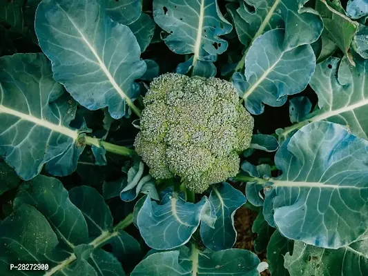 Broccoli seeds for sprouts ( 50 seeds )-thumb0