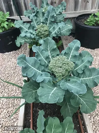 Broccoli seeds for home garden ( 50 seeds )