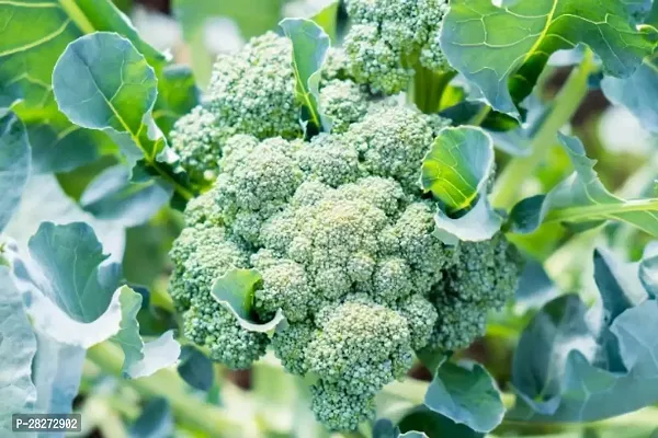 Organic broccoli seeds for sprouts ( 50 seeds )-thumb0