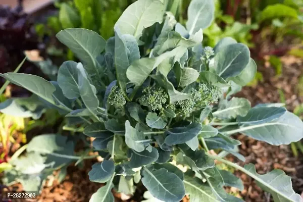 Broccoli seeds for home gardening ( 50 seeds )