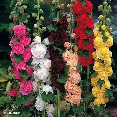 Hollyhock double flower seeds ( 10 seeds )-thumb0