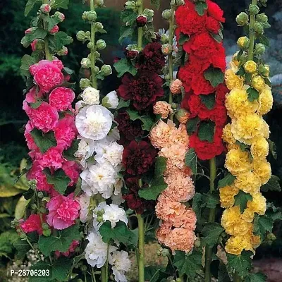 Hollyhock double flower seeds ( 25 seeds )-thumb0