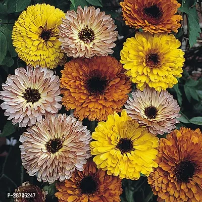 Calendula seeds for home garden ( 20 seeds )-thumb0