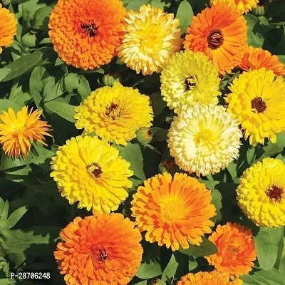 Calendula seeds for planting ( 20 seeds )-thumb0