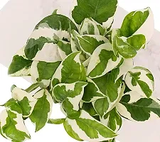 Gardening Paradise White Variegated Live Plant , Green White Variegated Leaves Indoor Tropical Plant (Pack Of 1 Healthy Live Plant)-thumb2