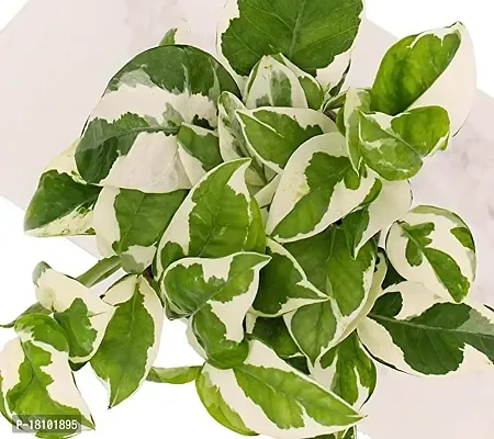 Gardening Paradise White Variegated Live Plant , Green White Variegated Leaves Indoor Tropical Plant (Pack Of 1 Healthy Live Plant)-thumb3