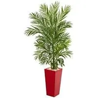 Gardening Paradise ARECA PLAM LIVE PLANTS / Air Purifier Indoor Plants for Home-thumb1