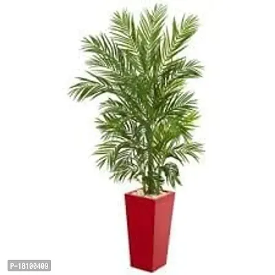 Gardening Paradise ARECA PLAM LIVE PLANTS / Air Purifier Indoor Plants for Home-thumb2