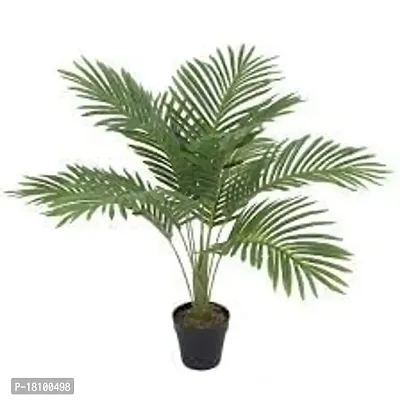 Gardening Paradise ARECA PLAM LIVE PLANTS / Air Purifier Indoor Plants for Home xd