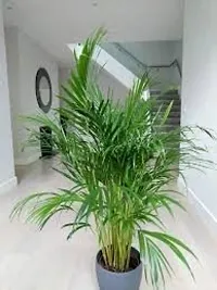 Gardening Paradise ARECA PLAM LIVE PLANTS / Air Purifier Indoor Plants for Home Decor-thumb2