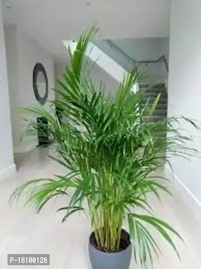 Gardening Paradise ARECA PLAM LIVE PLANTS / Air Purifier Indoor Plants for Home Decor-thumb3